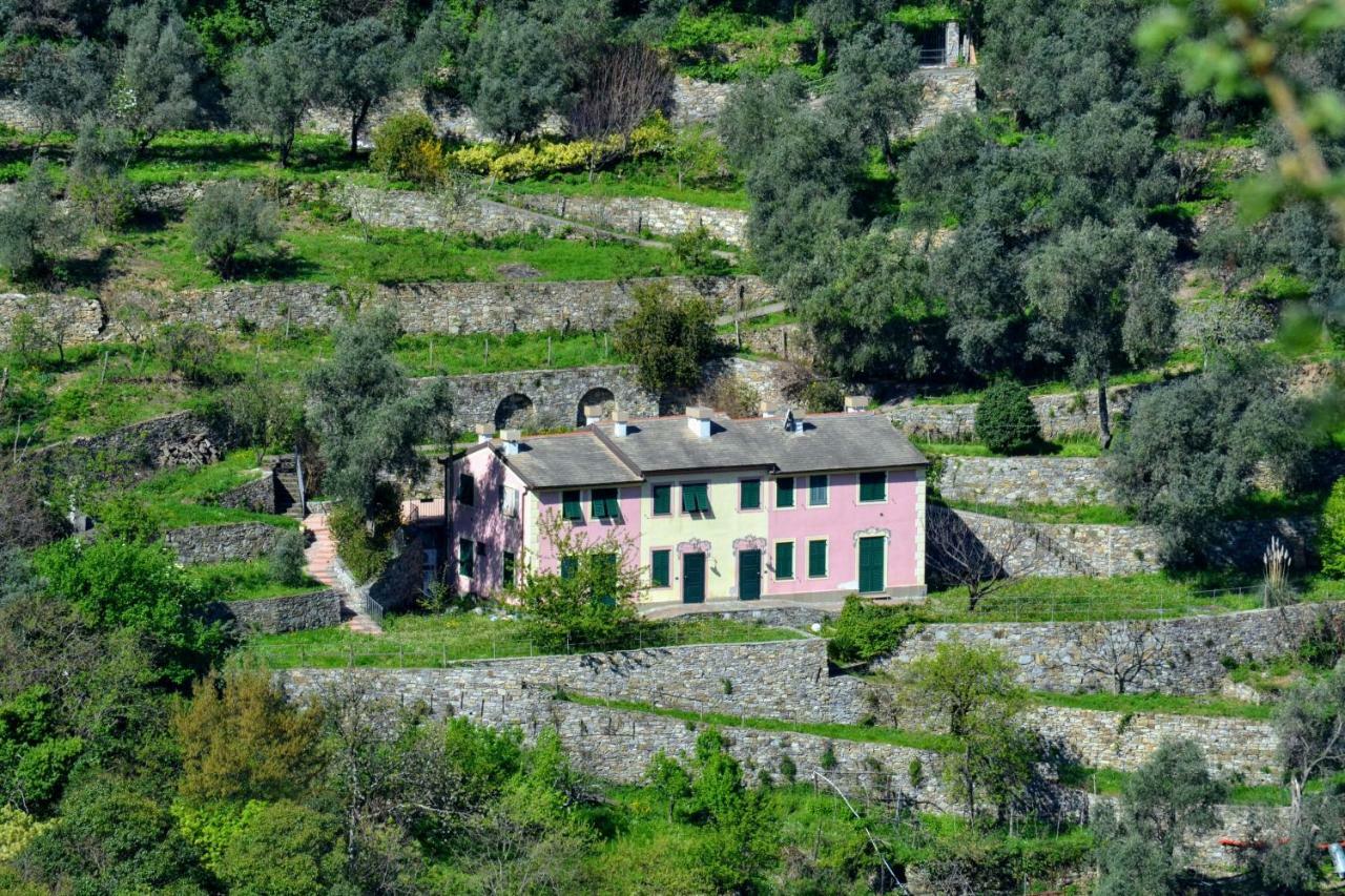 Olivari - Apt Il Cedro Camogli